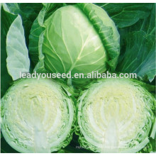 MC03 Dode dark green hybrid cabbage seeds in vegetable seeds